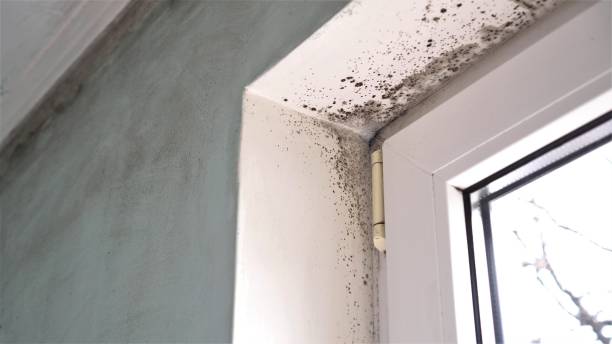 Best Black Mold Removal  in Apache, OK