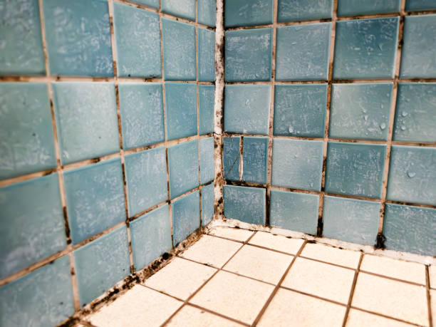 Best Crawl Space Mold Remediation  in Apache, OK