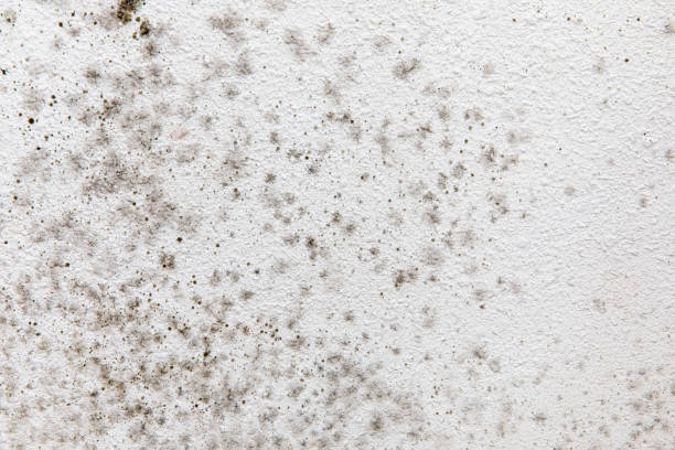 Trusted Apache, OK Mold Removal Experts