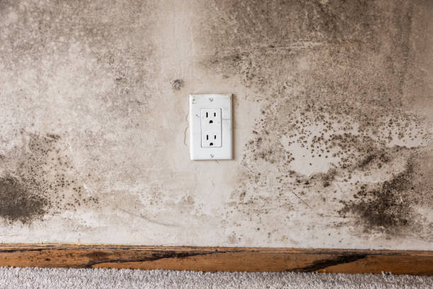 Best Dehumidification Services  in Apache, OK