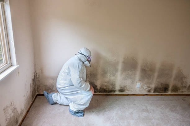 Best Mold Prevention Services  in Apache, OK
