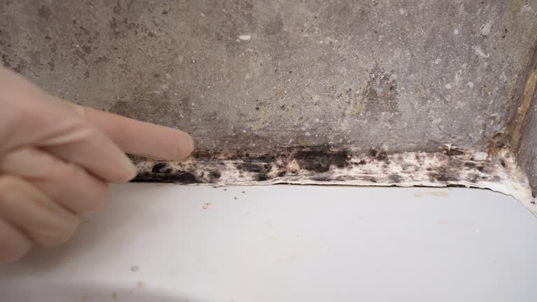 Best Mold Damage Restoration  in Apache, OK